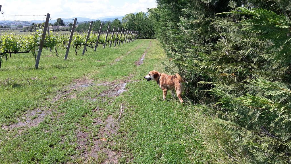 Agriturismo Case Mori Римини Екстериор снимка